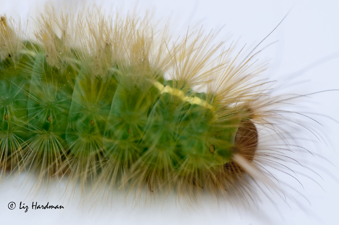 Green Hairy Caterpillar 86