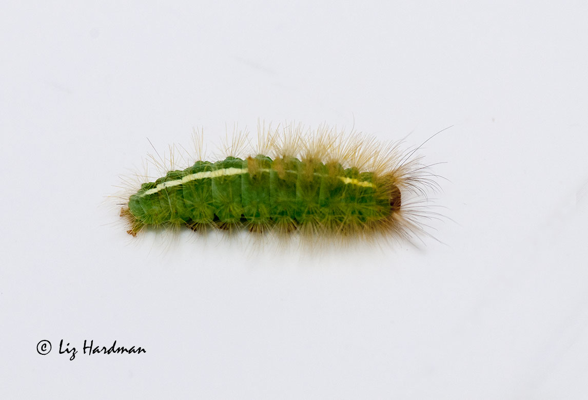 Green Hairy Caterpillar 5