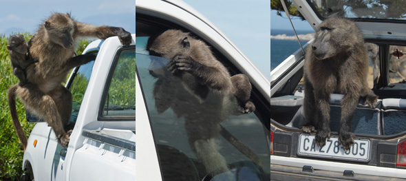 Baboons associate cars with food.