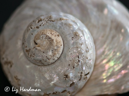 Alikreukel shell