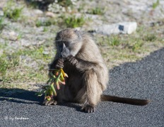Baboon feeding on Carpobrotus_3152