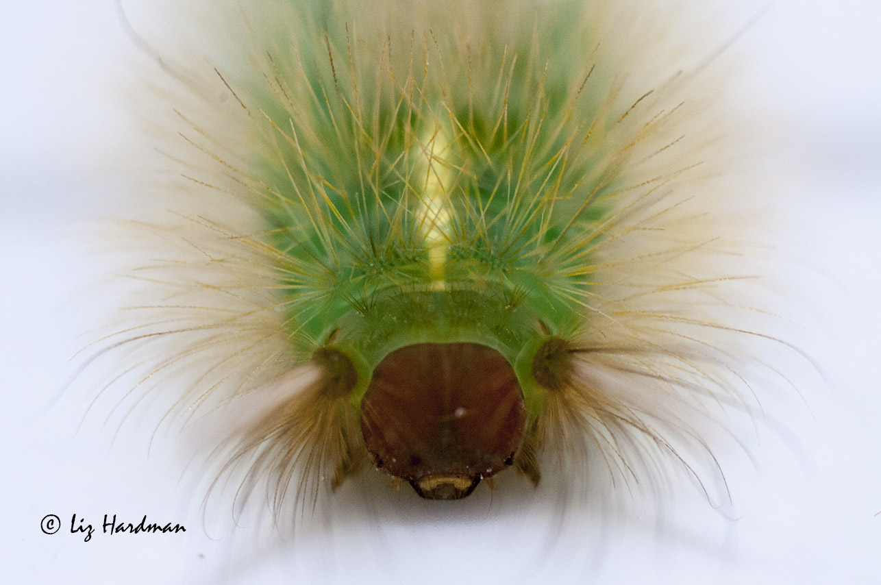 Green Hairy Caterpillar 98