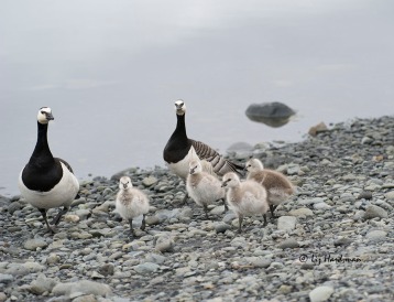 The barnacle geese have the cutest of chicks.