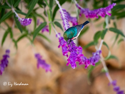 The Southern Double-collared Sunbird in the salvia.
