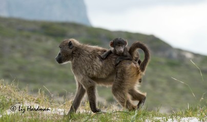 Chacma_baboon_baby_riding