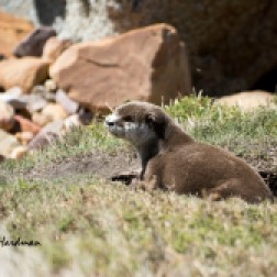 Cape Clawless Otter_05