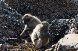 Baboons forage for mussels and limpets at low tide.