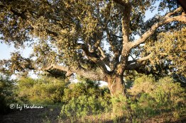 Cork oaks, mastic shrubs