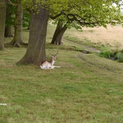 Young fallow buck adorned with antlers, Richmond Park